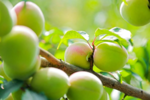 Eco Fruits, Choya. The choya, rượu mơ